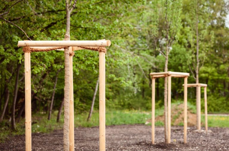 Neupflanzung von Bäumen